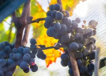 Se logra posicionar la uva mexicana en cinco años