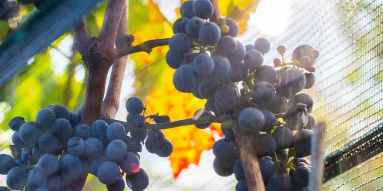 Se logra posicionar la uva mexicana en cinco años