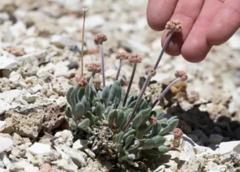 Fiebre del litio en EU arriesga una flor (fig.) en peligro de extinción