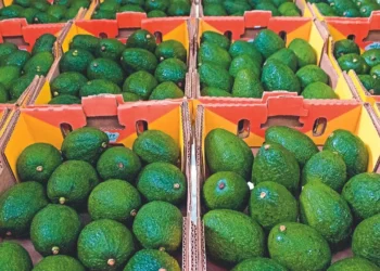 Reactiva EU a inspectores de aguacate en Michoacán