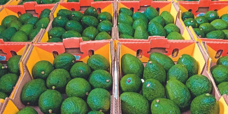 Reactiva EU a inspectores de aguacate en Michoacán