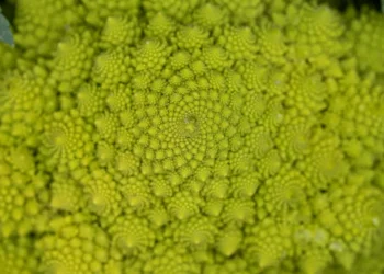 “La importancia de la resiliencia en nuestra vida”