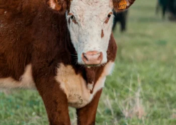 “La Economía: Factor clave en el desarrollo de un país”