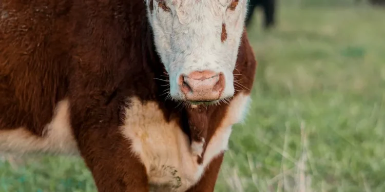 “La Economía: Factor clave en el desarrollo de un país”