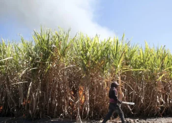 México impulsa la producción y venta del garambullo