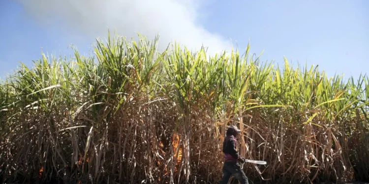 México impulsa la producción y venta del garambullo