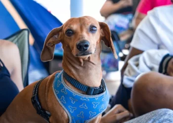 “El equilibrio del bienestar: cuerpo, mente y entorno”