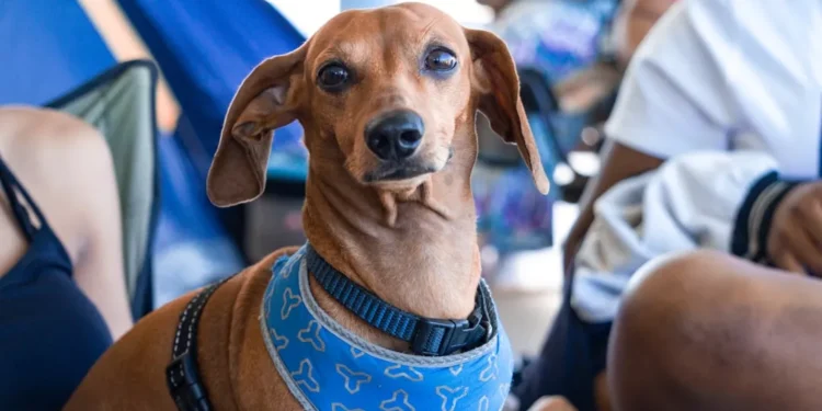 “El equilibrio del bienestar: cuerpo, mente y entorno”