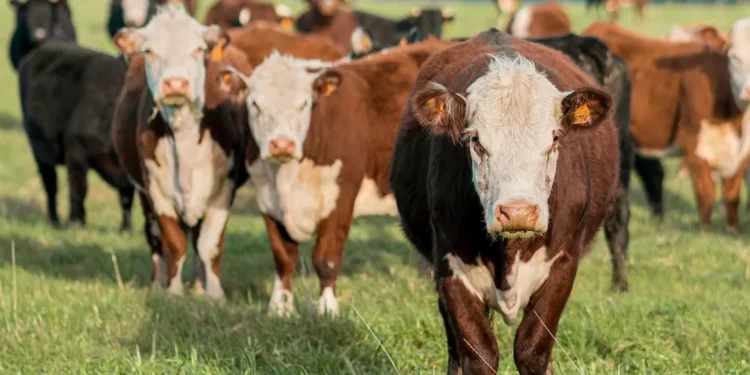 “Descubriendo el lado positivo de la economía”