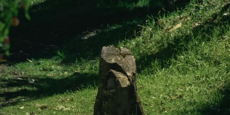 “La importancia de la salud para disfrutar la vida”