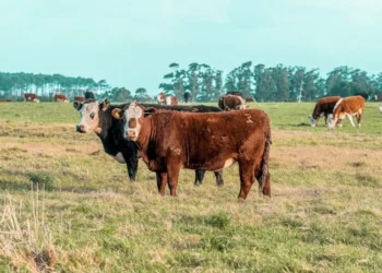 “La economía: altibajos y esperanza”