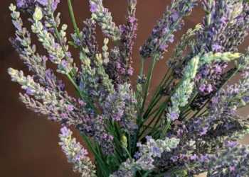 “La importancia de valorar la vida”