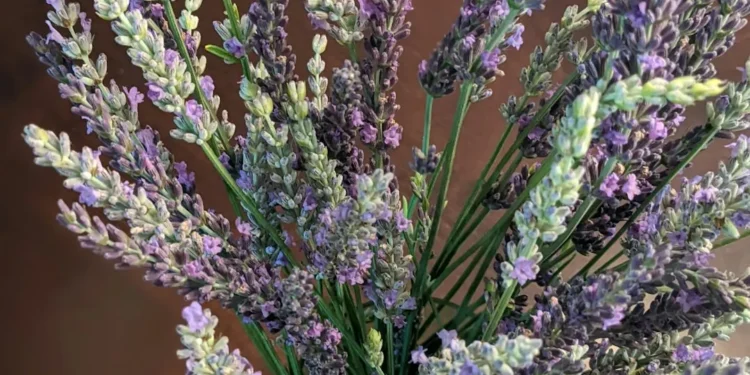 “La importancia de valorar la vida”