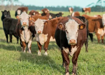 “Venezuela: Superando desafíos y alcanzando el progreso económico”