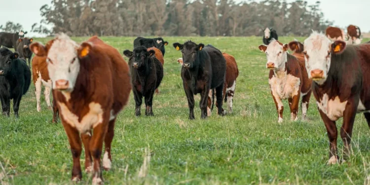 “Explorando la Economía: desde la complejidad a la responsabilidad”