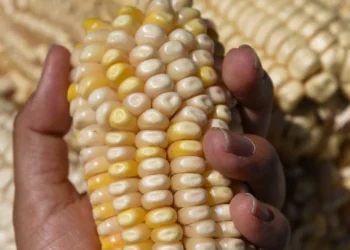 México importa hasta 56% de los granos y oleaginosas