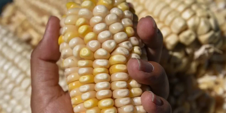 México importa hasta 56% de los granos y oleaginosas