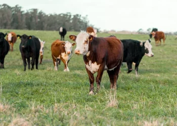 “La Importancia de la Economía en la Sociedad”