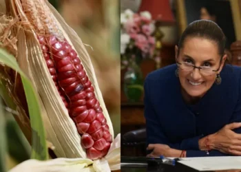 Prohibición al maíz transgénico rondará en la Constitución: Sheinbaum