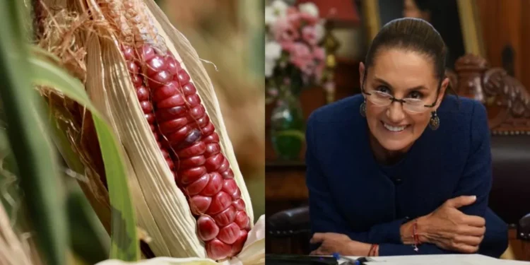 Prohibición al maíz transgénico rondará en la Constitución: Sheinbaum