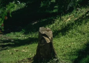 “La importancia de la felicidad en nuestras vidas”