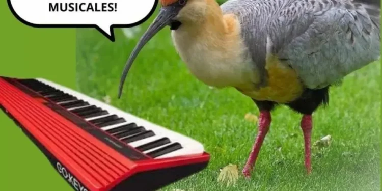 Invitan a conocer a los finalistas de la primera edición de la Copa laúd