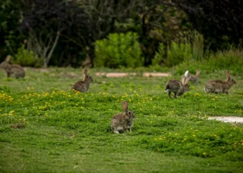 El PP plantea usar hurones para acabar con la plaga de conejos