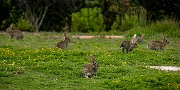 El PP plantea usar hurones para acabar con la plaga de conejos