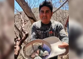 Profepa denuncia a ‘Luis Mi Padre Hermoso’ por rapiñar nido de pericos en peligro de extinción