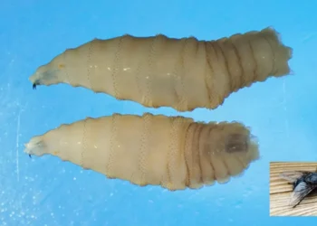 Urgen atender con prioridad crisis del gusano barrenador: GCMA