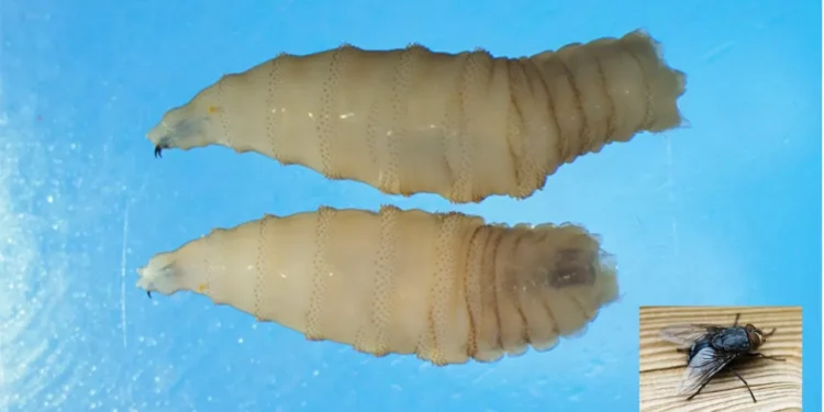 Urgen atender con prioridad crisis del gusano barrenador: GCMA