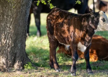 México y EU acuerdan sobre agua y el gusano barrenador