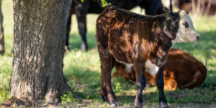México y EU acuerdan sobre agua y el gusano barrenador