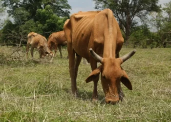 Estados Unidos amenaza con cerrar paso a reses mexicanas