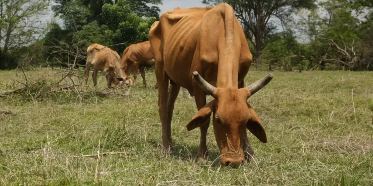 Estados Unidos amenaza con cerrar paso a reses mexicanas