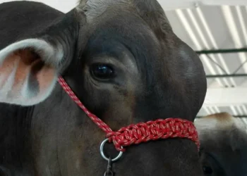 EU podría reanudar importaciones de vacada mexicano a finales de año