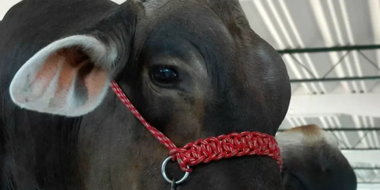 EU podría reanudar importaciones de vacada mexicano a finales de año