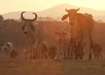 EU mantiene veto a México por gusano barrenador