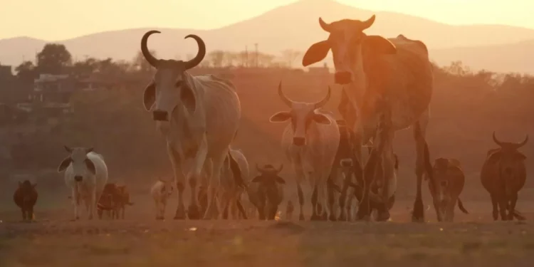 EU mantiene veto a México por gusano barrenador