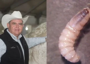 Acuerdan ganaderos medidas para detener crisis de la carne