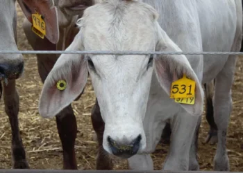 Eleva 13% costo de la carne, tras la crisis del barrenador