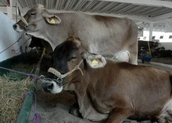 Freno a ganado mexicano impactará con 11.4 mdd por día a productores