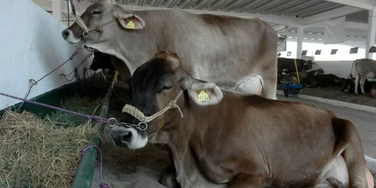 Freno a ganado mexicano impactará con 11.4 mdd por día a productores