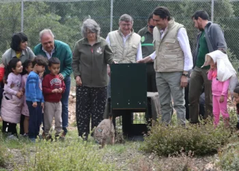 Venadillo, el séptimo lince liberado en el Cerrato palentino