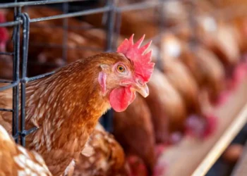 Comecarne alerta que cerrar ósmosis avícola brasileño puede desestabilizar el mercado