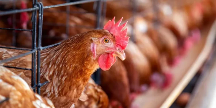 Comecarne alerta que cerrar ósmosis avícola brasileño puede desestabilizar el mercado