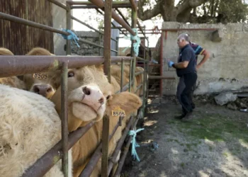 Los veterinarios de CyL apoyan ampliar a seis años el Grado
