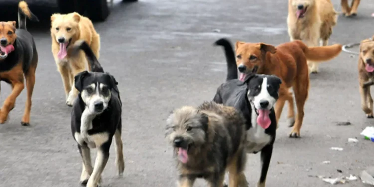 Crece la señal por rituales de santería con sacrificios animales en México