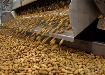 Innovación. comunicación técnica cordobesa acelera la resistencia del maní a enfermedades