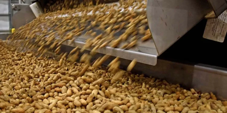 Innovación. comunicación técnica cordobesa acelera la resistencia del maní a enfermedades